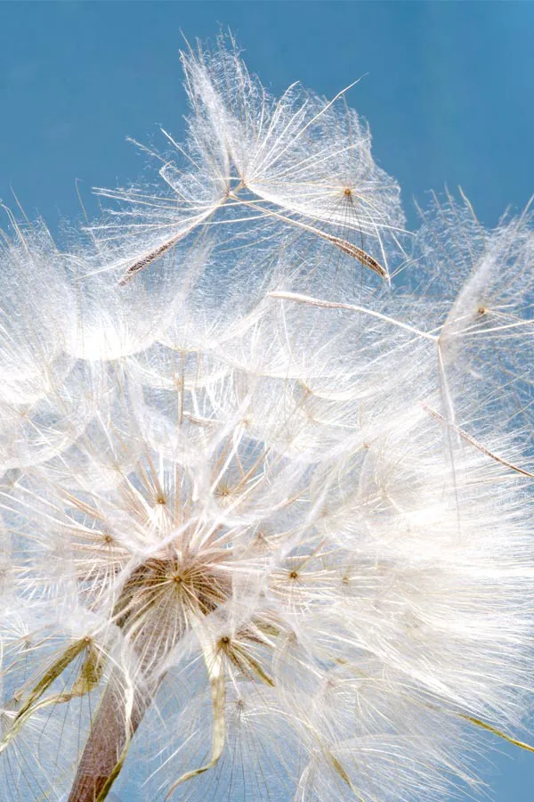 Allergies-Treatment Close up of a dandelion shedding seeds, signifying the need for allergy treatment from Discovery Health Healing Center in Green Bay.
