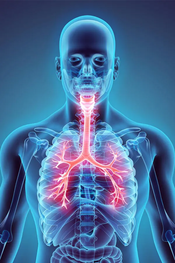 Asthma-Treatment A 3D illustration of the human body highlighting the throat and lungs (respiratory system). Get treatment for asthma from Discovery Health Healing Center in Green Bay.